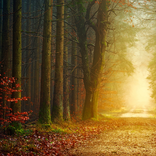 Sunlight streaming through a forest symbolizing clarity and God’s guidance.